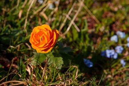 orange flower globeflower growing in a meadow in green grassの写真素材