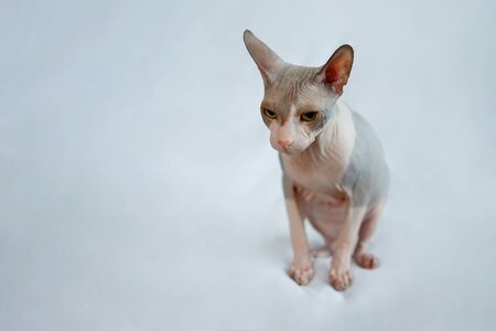 Sphynx cat sitting on a white fabric background