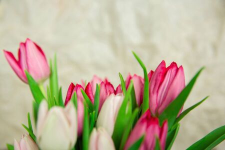 Spring seasonal flowers, white and pink tulips on a plain beige or brown background, close-upの写真素材