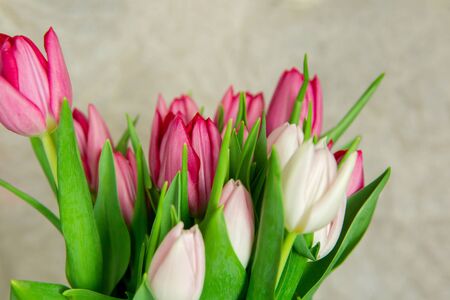 Bouquet of seasonal fresh tulip flowers on a beige background. White and pink budsの写真素材