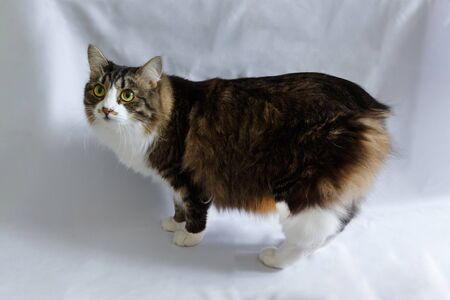A purebred fluffy Siberian cat without a tail is standing on a white plain background, Kuril Bobtailの写真素材
