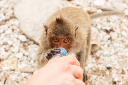 Animals and wildlife. Little monkey drinks from a plastic bottle, close-upの写真素材