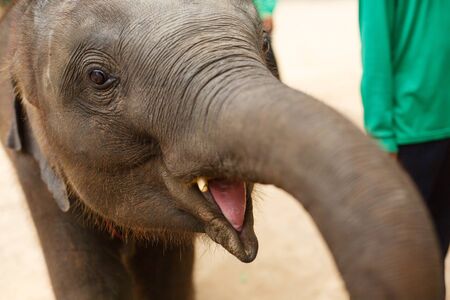 Animals and wildlife. Little elephant opened his mouth, close upの写真素材