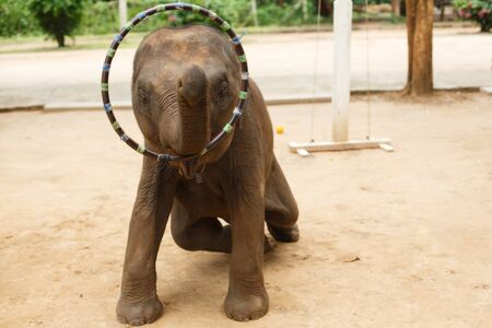 Animals in captivity and wildlife. A little trained elephant calf twists a hoop on a trunkの写真素材