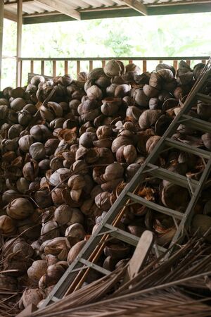 A ladder and a bunch of coconuts and shells in a farm hut