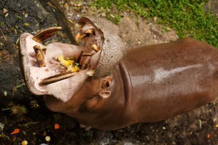 Wildlife animal. Hippo sits in water with open mouth, catches food, corn and bean pods.の写真素材