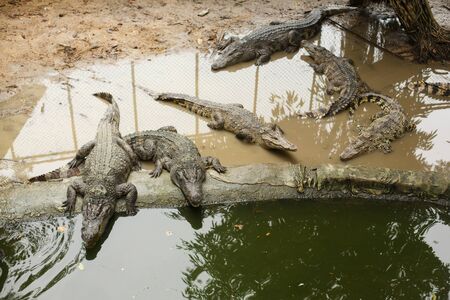 Wildlife Life. A group of alligators or crocodiles lie on the shore near a pond with green water. Crocodile farm.の写真素材