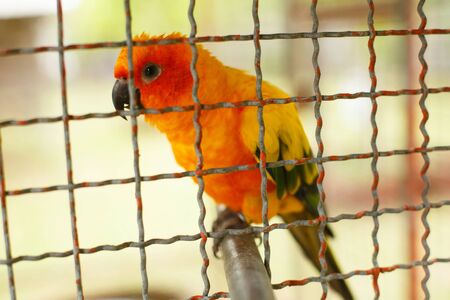 Animals and wildlife. Aratinga parrot in a cage sitting on a stick