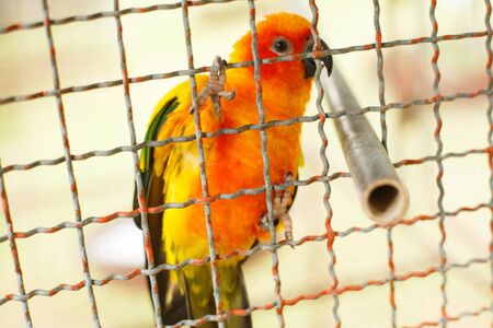 Animals and wildlife. Aratinga parrot in a cage, sitting on the bars of a cage wallの写真素材