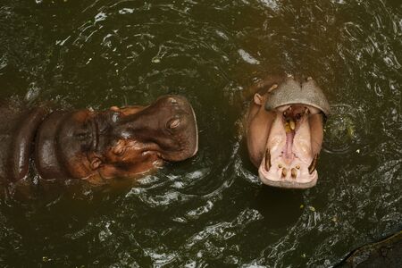 Wildlife Life. Two hippos sit in the water in a pond with an open mouth, catch food from tourists at...