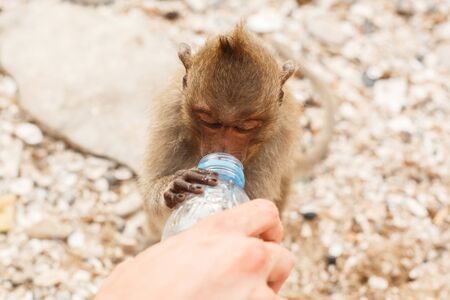 Animals and wildlife. Monkey drinks from a plastic bottle, close-upの写真素材