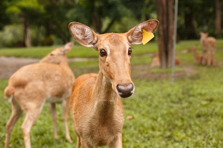 Animals and wildlife. Portrait of a deer staring into the frame, head closeupの写真素材