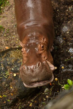 Animals and wildlife. The hippo looks into the frame and waits for him to be fed with bean pods or corn.の写真素材