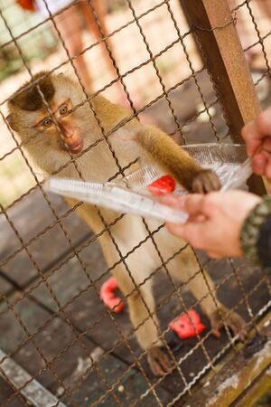 Animals and wildlife. A monkey or macaque in a cage pulls his hand for food. A tourist feeds a monkey.の写真素材