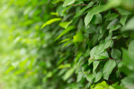 Natural background and texture. Leaves close up. Summer seasonの写真素材