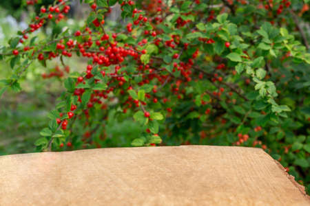 wooden board table in front of lush bush with berries of red juicy ripe cherries on the branches. For montage of your product. Cherry juice.の写真素材