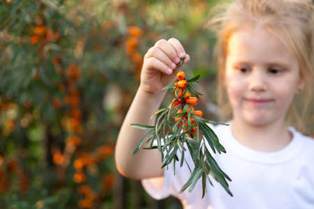 Little girl in a white Tshirt holding a sea buckthorn branch in her hand. Health and medicine concept.の写真素材