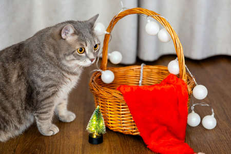 a fat tabby British cat sits near a wicker basket decorated with a garland. New Year and Christmas background. Greeting card.の写真素材