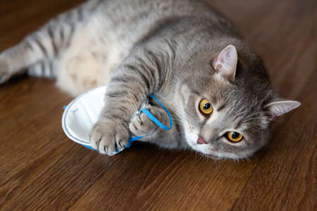 fat British cat lies on the floor and plays with a medical protective mask.
