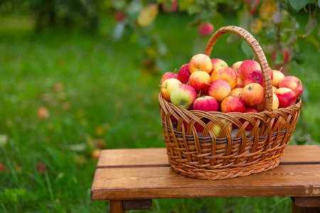 basket with apples stands on wooden bench against background of grass. Harvesting in apple orchard. Side view.の写真素材