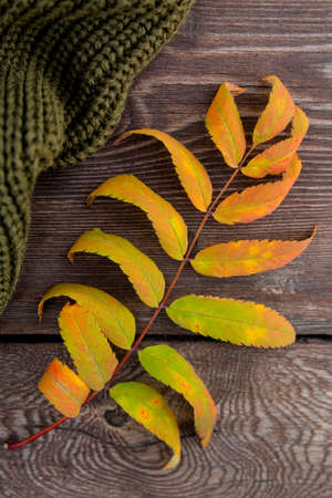 an autumn yellow leaf and green knitted sweater lie on planks of rough wooden bench, in rays of...