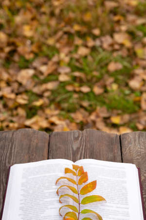 an autumn yellow leaf lies on pages of an open book, on wooden bench.