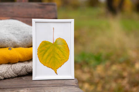 knitted clothes and yellow leaf in frame on wooden bench in park. Autumn Warm Woolen Sweater.