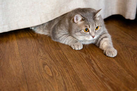 gray fat British cat lies on floor under curtain and looks to side.の写真素材