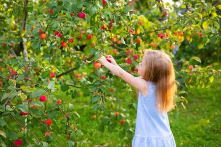 Harvesting. Little girl picks apples from branches in an apple orchard. Carefree childhood, happy child.の写真素材