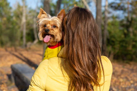 woman hugs dog. Yorkshire Terrier breed. Domestic pet health. Puppy stuck out his tongueの写真素材