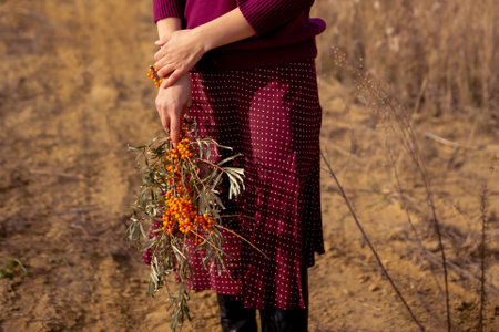 female hands hold branches of sea buckthorn. Woman in red knitted sweater and skirt stands in field against background of dry grass. autumn themeの写真素材