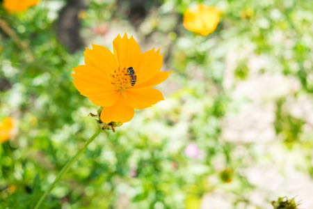 Bee eating nectar on a flower