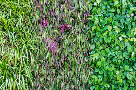 many kinds of plant on wall as background