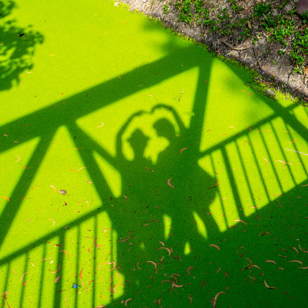 shadow of love on green duckweed floating in a canalの写真素材
