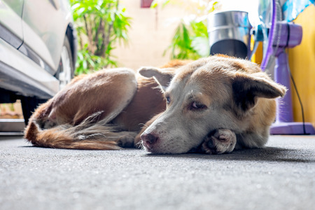 White stray dog sitting behind a car in the car parkの写真素材