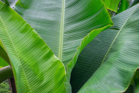 Beautiful and colorful banana leaves as backgroundの写真素材