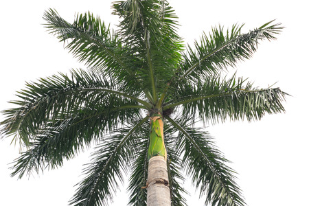 Isolated palm tree in white backgroundの写真素材