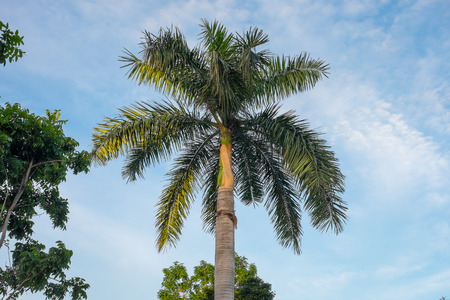 Top of palm tree under evening sunlight and blue skyの写真素材