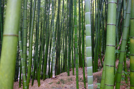 Bamboo forest in Japanの写真素材