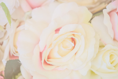 Soft focus of roses flower on sweet color as backgroundの写真素材