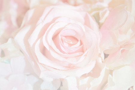 Soft focus of roses flower on sweet color as backgroundの写真素材