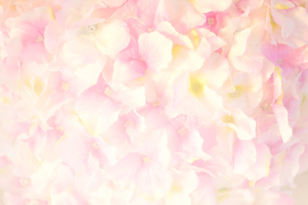 Soft focus of roses flower on sweet color as backgroundの写真素材