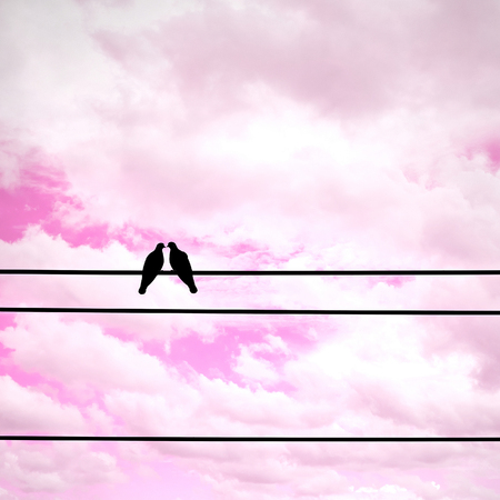 Silhouette pigeon couple are sweet on electric wire. Feeling love and valentine. The whole world become pink.の写真素材