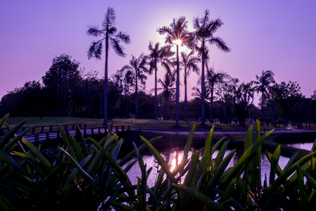 Sunset at golf course in Thailand. Around with palm trees and pondの写真素材