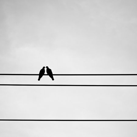 Silhouette pigeon couple are sweet on electric wire. Feeling love and valentine. Black and white filter effectの写真素材