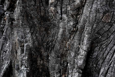 Burnt wood texture from wildfire. Nature destruction from fire. Forrest wildfire.の写真素材