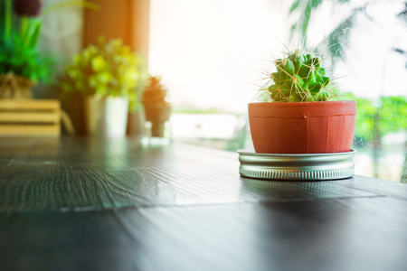 A pot of cactus on the table in coffee shop in summer morning. Sunlight shining through the window.の写真素材