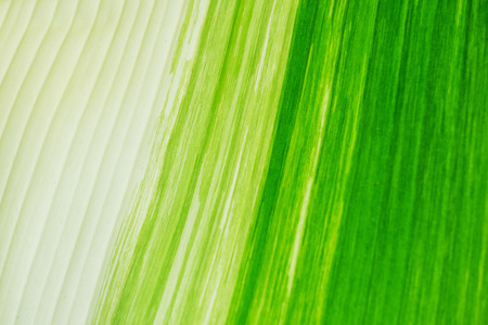 Beautiful and colorful banana leaf texture; as background. Nature background.の写真素材