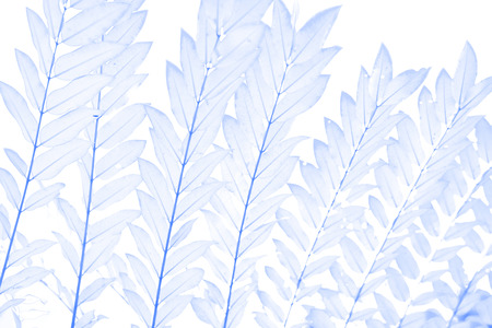 Soft focus blue leaves on white background for background. Nature background.の写真素材