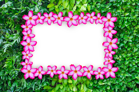 Pink impala lily flower frame on three kind on ivy plants wall for background. Nature frame and white blank empty space for text.の写真素材